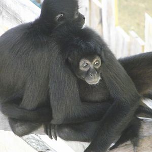 Colombian Spider Monkeys - Zooparc de Beauval, 28/06/2025