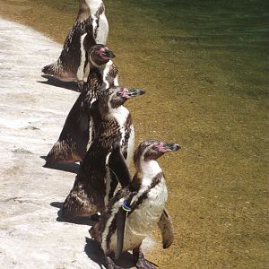 Humboldt's Penguins - Zooparc de Beauval, 28/06/2025