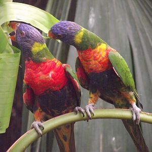 Rainbow Lorikeets - Zooparc de Beauval, 28/06/2025