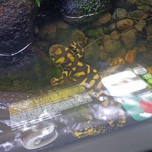 Tiger Salamander (Ambystoma tigrinum)