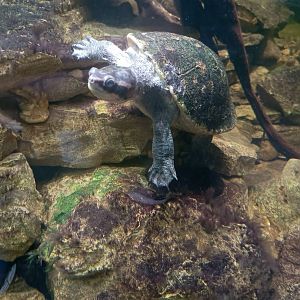 Red-bellied Short-necked Turtle (Emydura subglobosa)