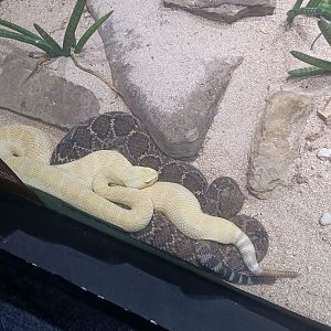 Eastern Diamondback Rattlesnake (Crotalus atrox)