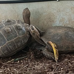 Aldabra Giant Tortoise (Aldabrachelys gigantea) and Asian Forest Tortoise (Manouria emys)