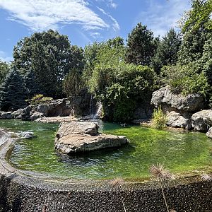 California Sea Lion Exhibit