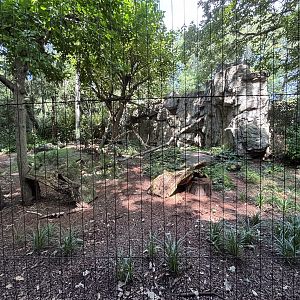 Canada Lynx Exhibit