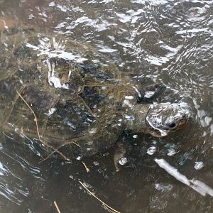 Malaysian Giant Turtle (Orlitia borneensis)