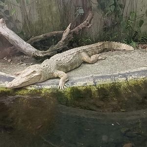 Albino Saltwater Crocodile (Crocodylus porosus)
