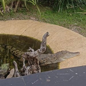 Siamese Crocodile (Crocodylus siamensis)