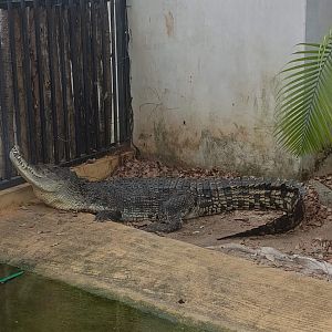 Siamese Crocodile (Crocodylus siamensis)