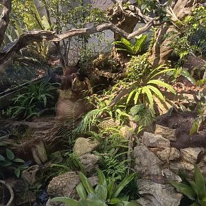 Boa and Terrapin Exhibit