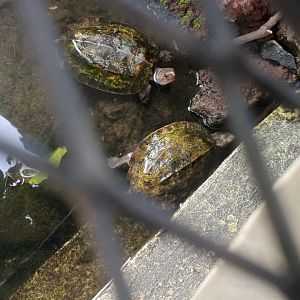 Sulawesi Forest Turtle (Leucocephalon yuwonoi)
