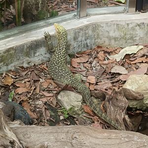 Banggai Island Monitor (Varanus melinus)