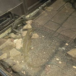 Mangrove Monitor (Varanus indicus) and Bluetail Monitor (Varanus doreanus)