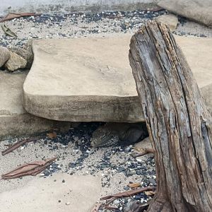 Cuban Rock Iguana (Cyclura nubila)