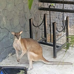 Agile Wallaby (Notamacropus agilis)