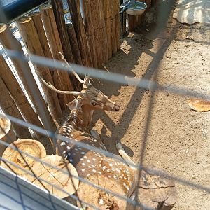 Chital Deer (Axis axis)