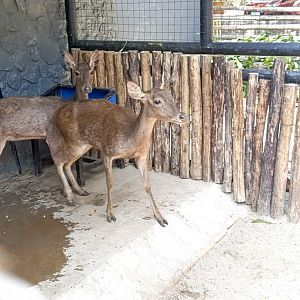 Sunda Sambar (Rusa timorensis)