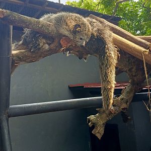 Javan Binturong (Arctictis binturong penicillatus)