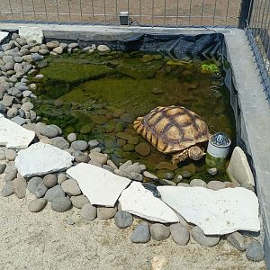 African Spurred Tortoise (Centrochelys sulcata)
