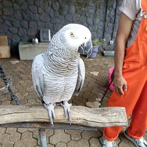 African Grey Parrot (Psittacus erithacus)