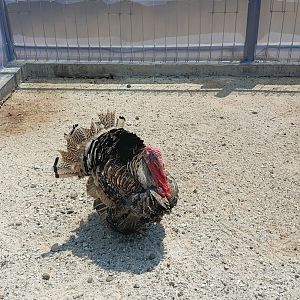Domestic Turkey (Meleagris gallopavo domesticus)