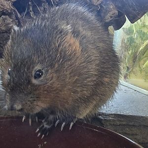 Water vole