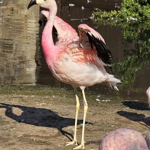 Andean flamingo