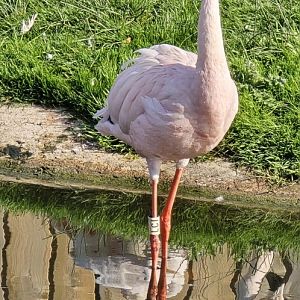 Lesser flamingo