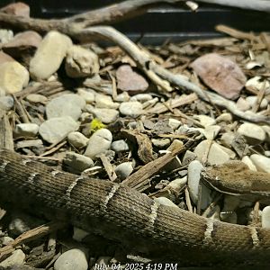 Chihuahuan Ridge-Nosed Rattlesnake-Reptile Gardens