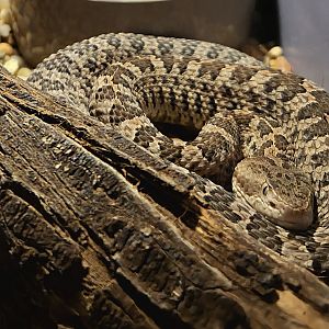 Slender Hognose Viper-Reptile Gardens