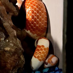 Honduran Milk Snake-Reptile Gardens