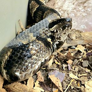 Cottonmouth-Reptile Gardens