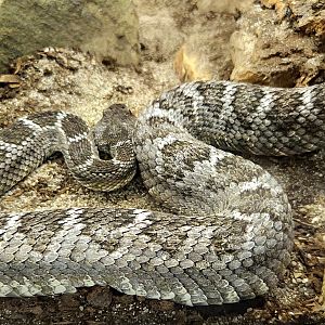 Arizona Black Rattlesnake-Reptile Gardens
