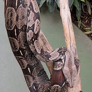 Red-Tailed Boa-Reptile Gardens