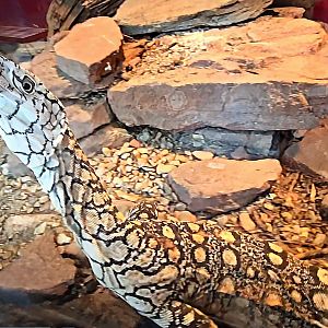 Perentie-Reptile Gardens