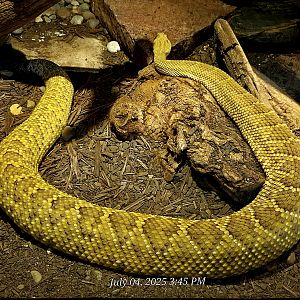 Mexican West Coast Rattlesnake-Reptile Gardens