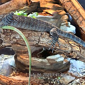 Blue Tree Monitor-Reptile Gardens