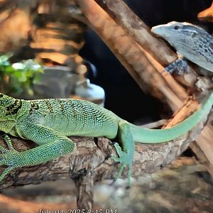 Green Tree Monitor-Reptile Gardens