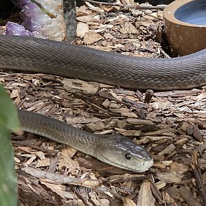 Black Mamba-Reptile Gardens