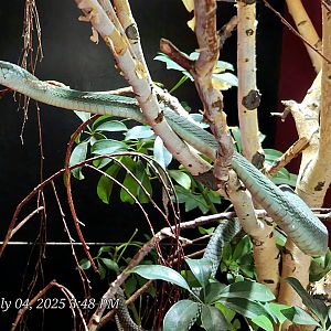 Jameson's Mamba-Reptile Gardens