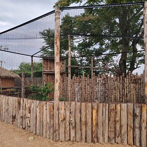 Verreaux's Eagle Owl Aviary