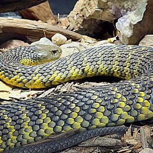 Tiger Snake-Reptile Gardens
