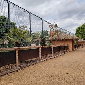 African Lions Exhibit