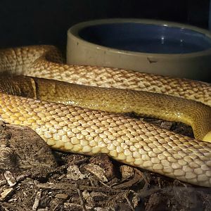 Coastal Taipan-Reptile Gardens