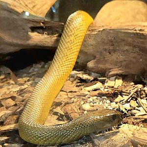 Inland Taipan-Reptile Gardens