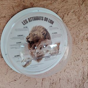 African Lions Exhibit