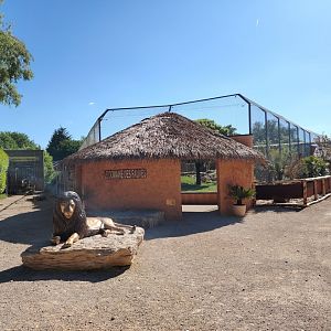 African Lions Exhibit