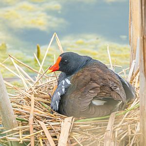 Common Gallinule