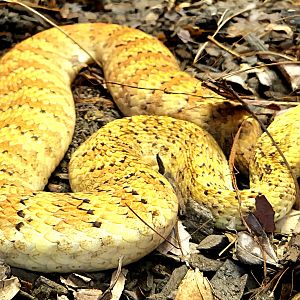 Death Adder-Reptile Gardens