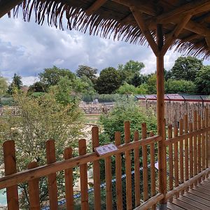 African Lions Exhibit